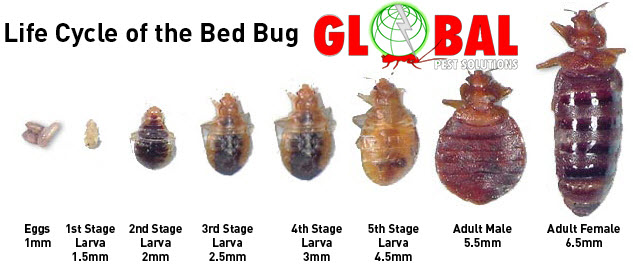 Lifecyle of a Bed Bug